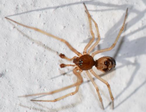 Réf. 270 537 : Steatoda triangulosa